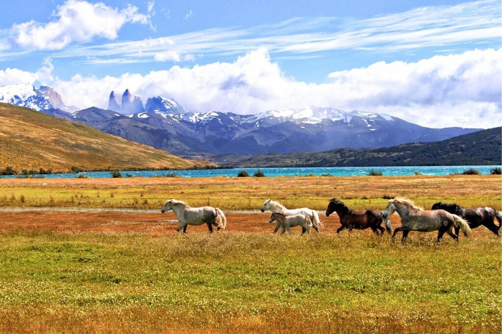 Patagonia